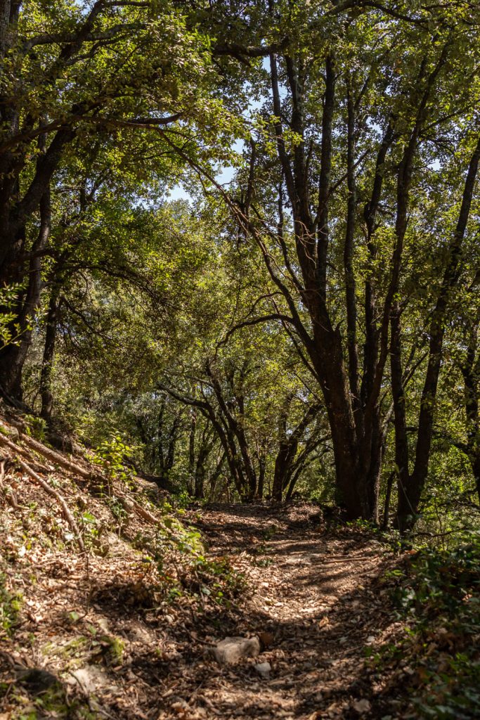 Sentier en sous bois près du Prieuré de Serrabone
