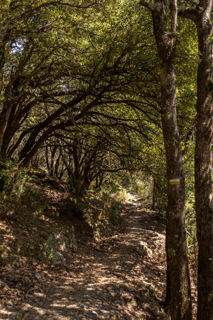 sentier en sous bois près du prieuré de Serrabone