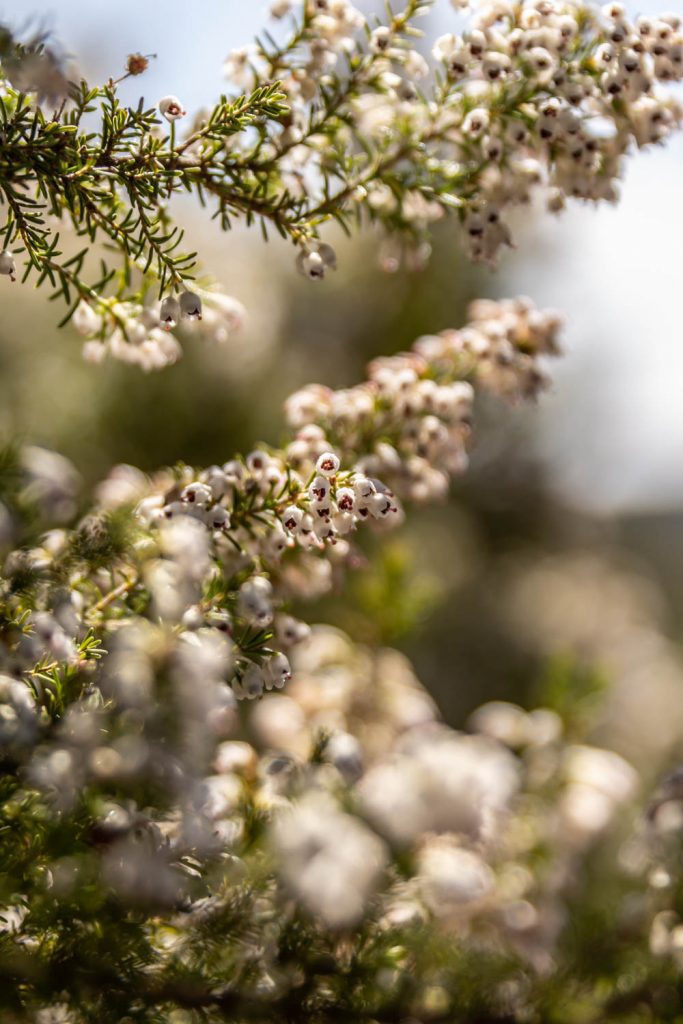 Fleurs sur le sentier de randonnée du prieuré de Serrabone au Col des Arques
