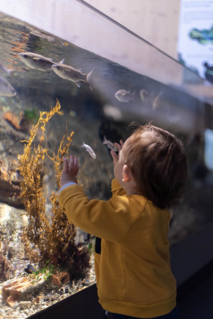 L'aquarium | Banyuls-sur-Mer