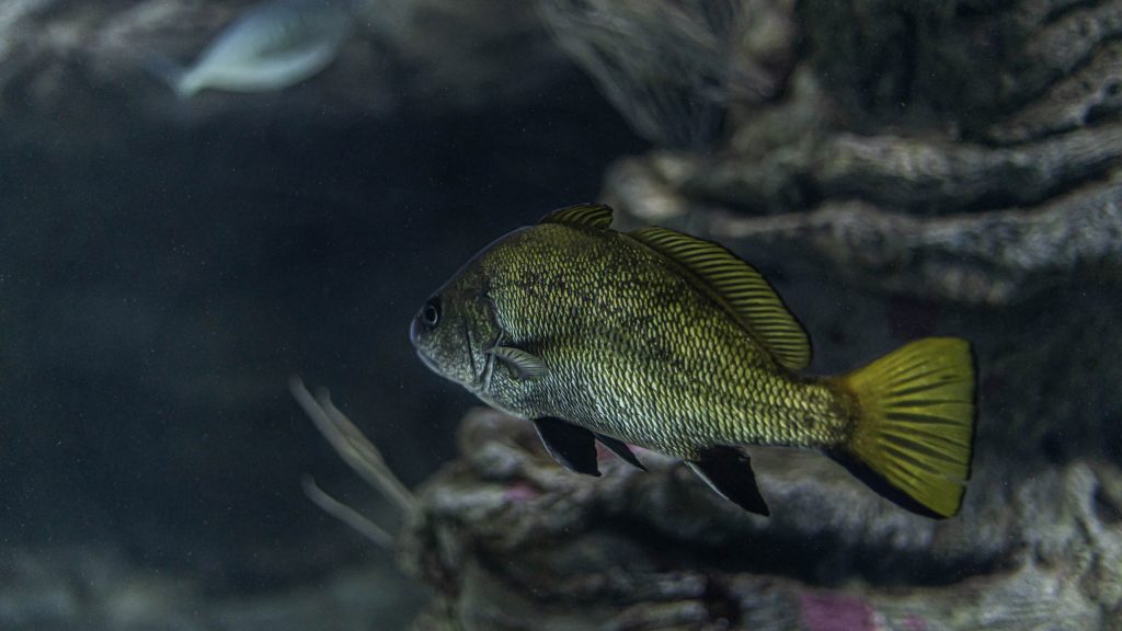 L'aquarium | Banyuls-sur-Mer