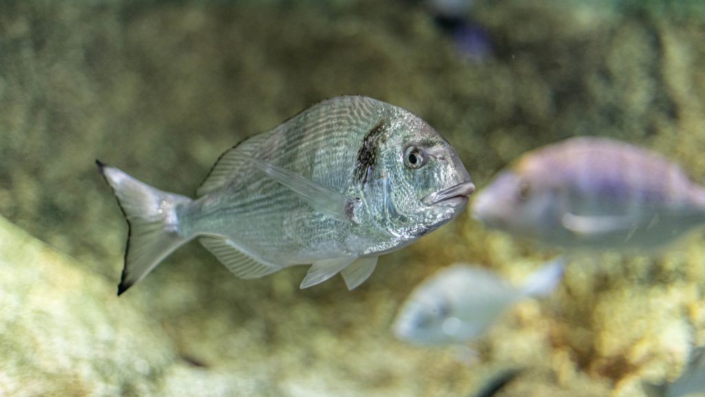 L'aquarium | Banyuls-sur-Mer