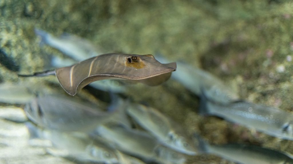L'aquarium | Banyuls-sur-Mer