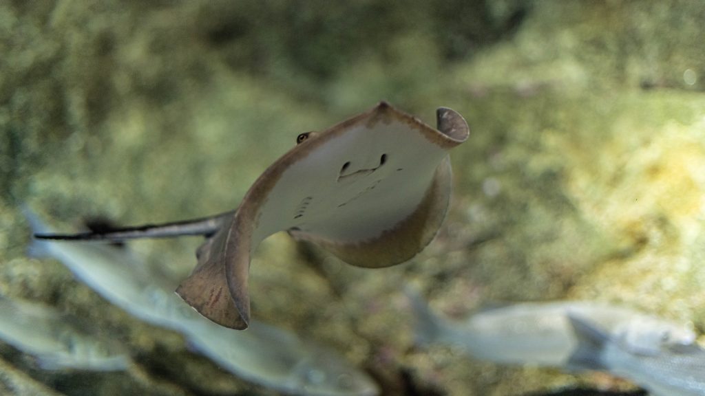 L'aquarium | Banyuls-sur-Mer