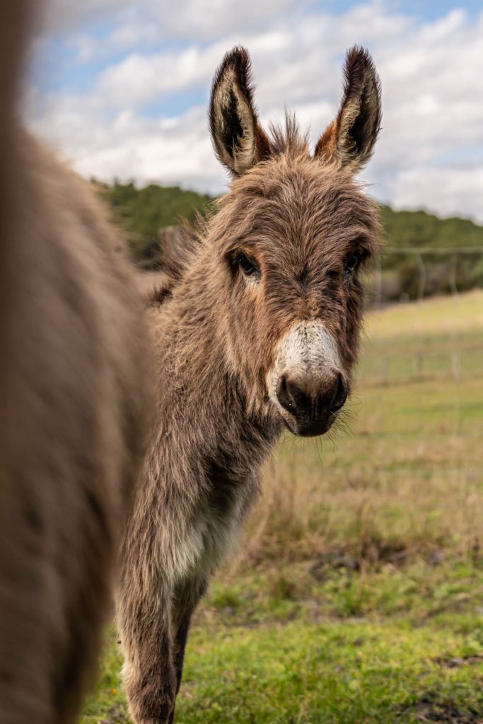 La Ferme des Myrs à Espira-de-l'Agly