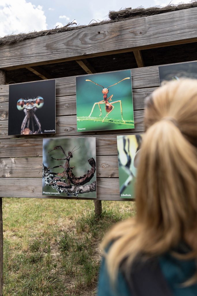 insecte jardin