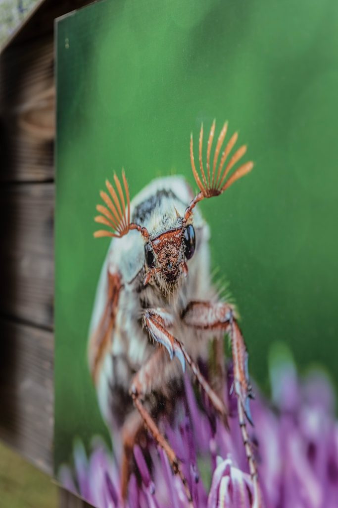 le tropique du papillon Elne