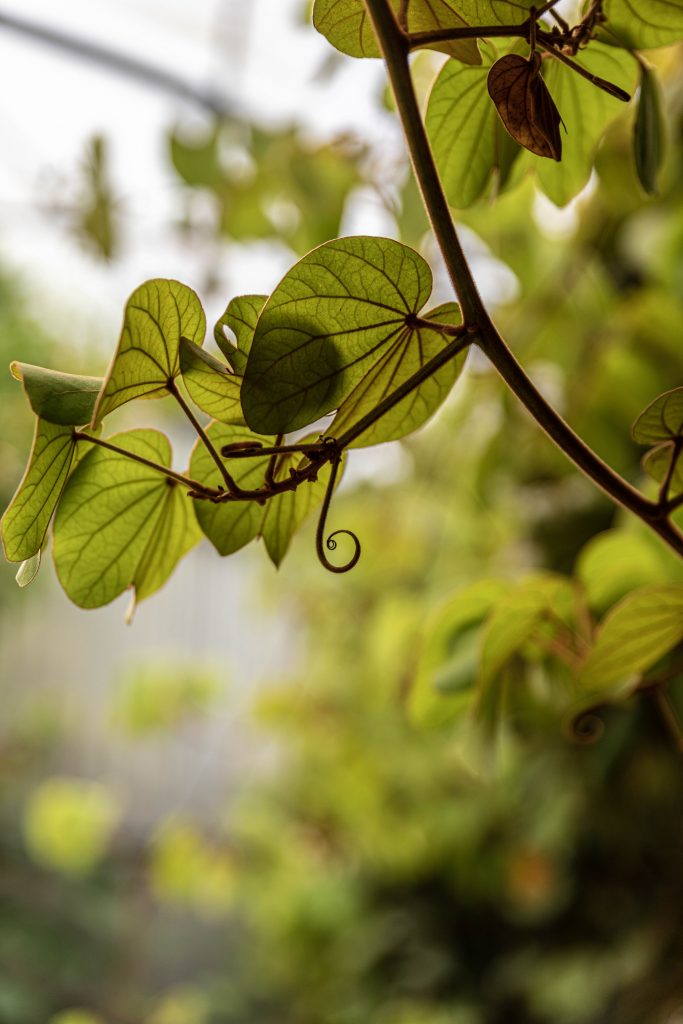 le tropique du papillon Elne