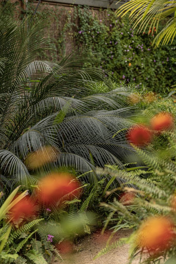 le tropique du papillon Elne