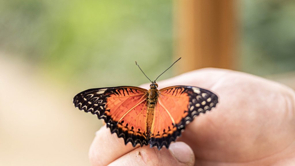 le tropique du papillon Elne