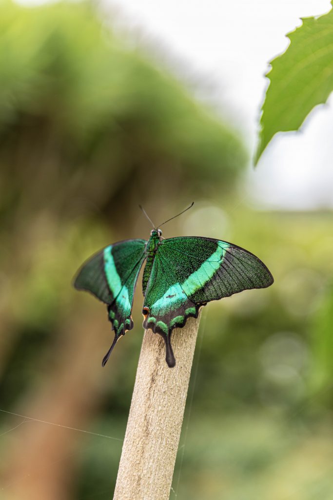 le tropique du papillon Elne