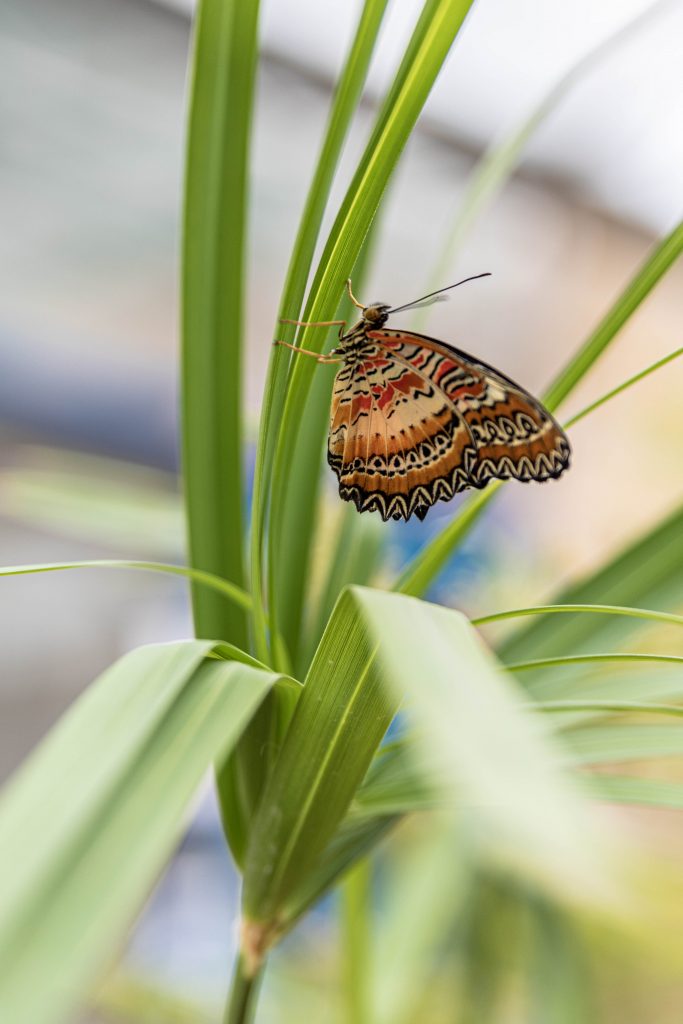 le tropique du papillon Elne