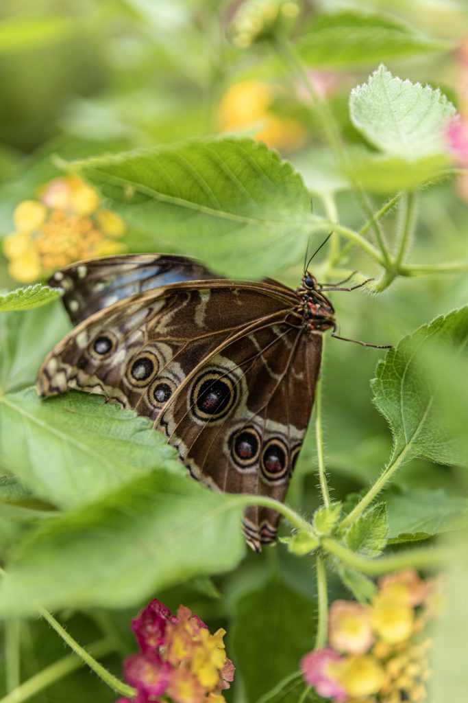 le tropique du papillon Elne